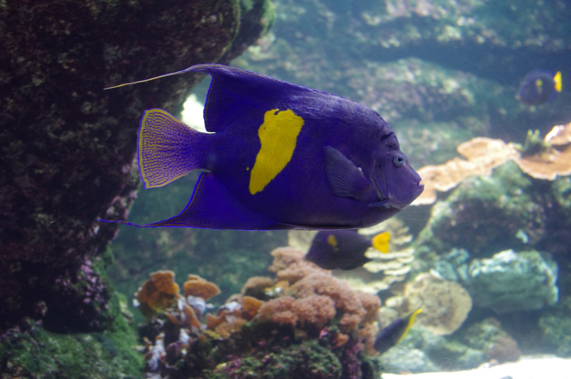 l'aquarium de la rochelle