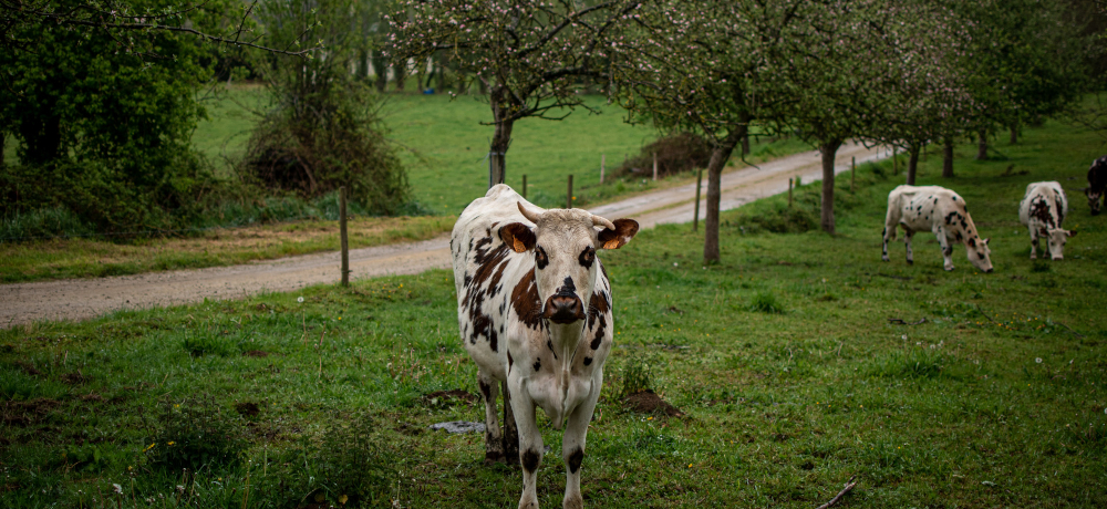 Vache de la Ferme du Champ Secret