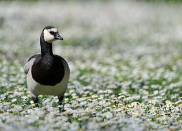 Les Oiseaux du Marais Poitevin, Parc Ornithologique