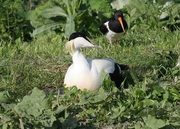 Les Oiseaux du Marais Poitevin, Parc Ornithologique