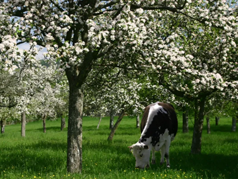 Vaches, vélo et fromages