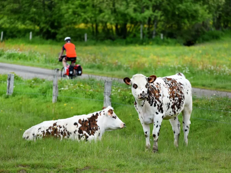 Vaches du bocage normand à proximité de La Vélo Francette